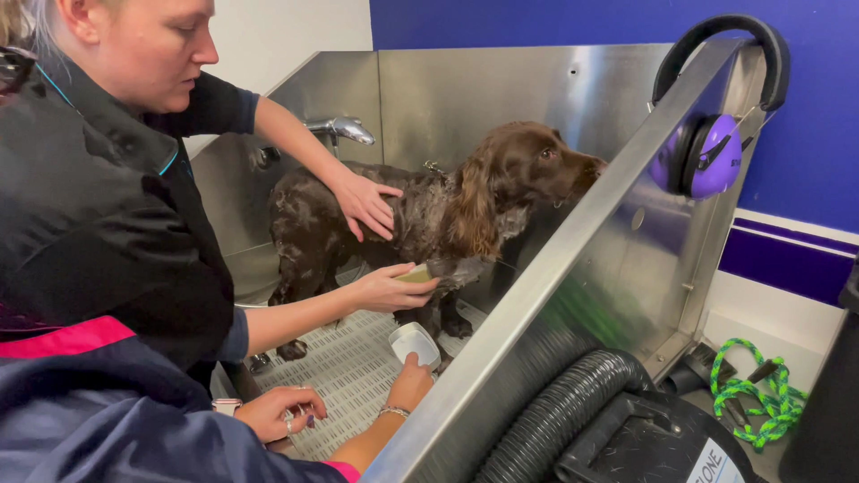 Professional Dog Bathing Technique with a Shampoo Bar